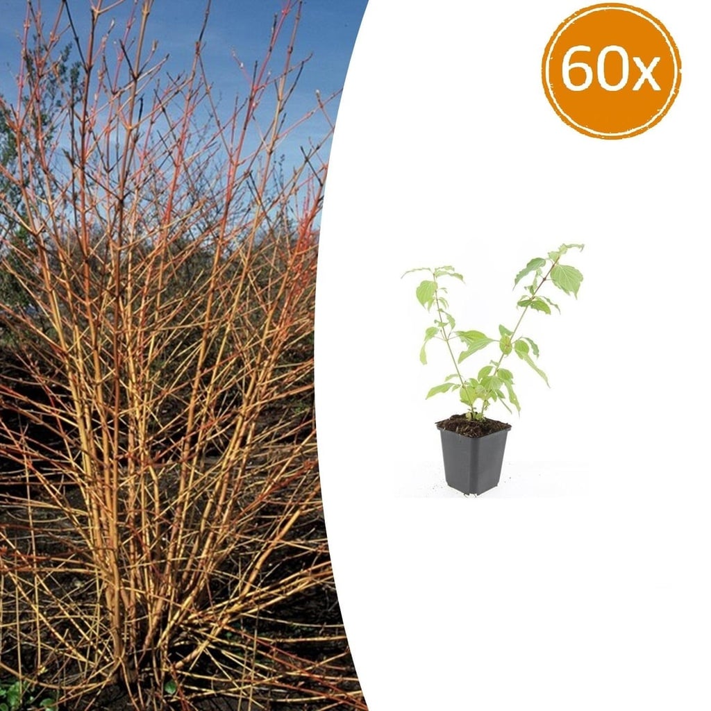 Blut-Hartriegels Winter Orange' 'Anny' 60er-Set (Cornus sanguinea) – winterharter Zierstrauch, Topf-Ø 9 cm, Höhe ca. 25 cm