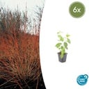 Roter Hartriegel 'Midwinter Fire' 6er-Set (Cornus sanguinea) – winterharter Strauch, Topf-Ø 9 cm, Höhe ca. 25 cm