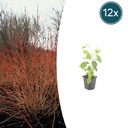 Blutroter Hartriegel 'Midwinter Fire' 12er-Set (Cornus sanguinea) – winterhartes Ziergehölz, Topf-Ø 9 cm, Höhe ca. 25 cm