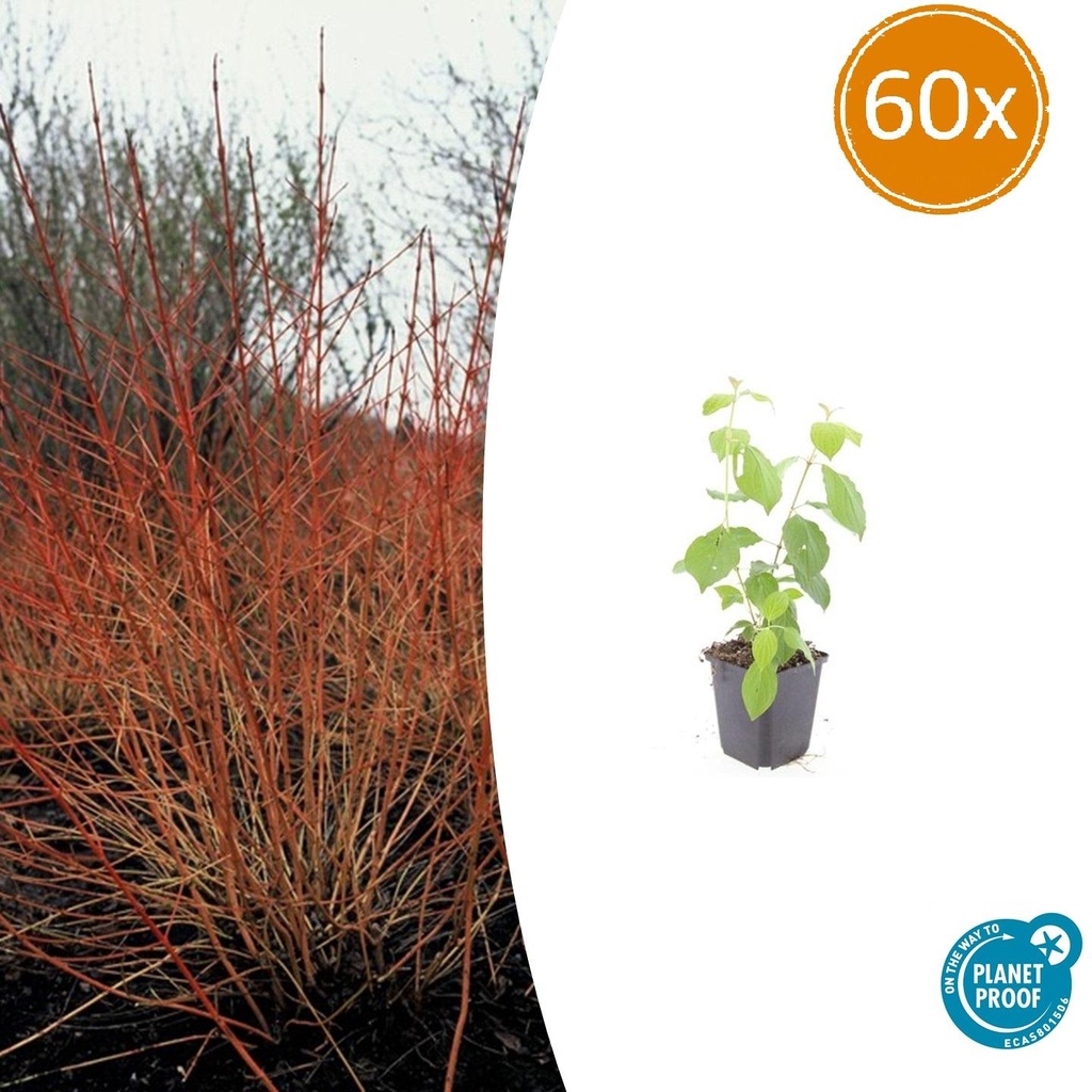 Blutroter Hartriegel 'Midwinter Fire' 60er-Set (Cornus sanguinea) – winterharter Strauch, Topf-Ø 9 cm, Höhe ca. 25 cm