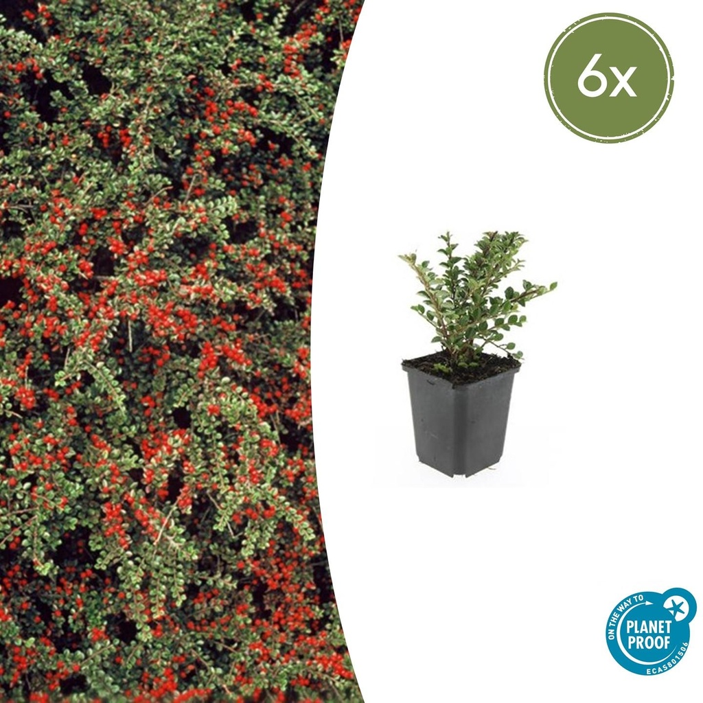 Fächer-Zwergmispel 6er-Set (Cotoneaster horizontalis) – winterharter Bodendecker, Topf-Ø 9 cm, Höhe ca. 25 cm