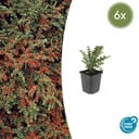 Fächer-Zwergmispel 6er-Set (Cotoneaster horizontalis) – winterharter Bodendecker, Topf-Ø 9 cm, Höhe ca. 25 cm