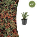 Fächer-Zwergmispel 6er-Set (Cotoneaster horizontalis) – winterharter Bodendecker, Topf-Ø 9 cm, Höhe ca. 25 cm
