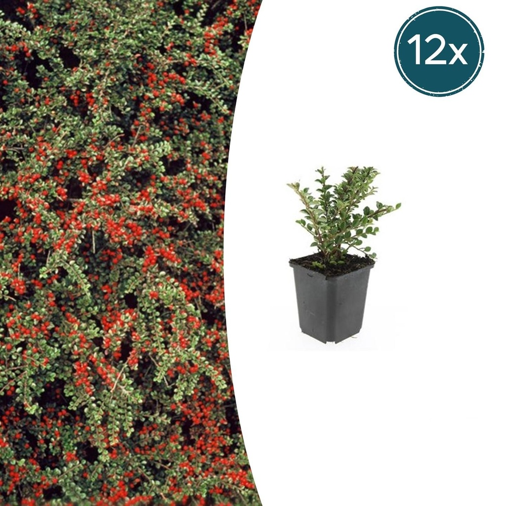 Fächer-Zwergmispel 12er-Set (Cotoneaster horizontalis) – winterharter Bodendecker, Topf-Ø 9 cm, Höhe ca. 25 cm