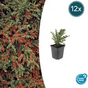 Fächer-Zwergmispel 12er-Set (Cotoneaster horizontalis) – winterharter Bodendecker, Topf-Ø 9 cm, Höhe ca. 25 cm