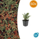 Fächer-Zwergmispel 60er-Set (Cotoneaster horizontalis) – winterharter Bodendecker, Topf-Ø 9 cm, Höhe ca. 25 cm