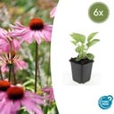 Sonnenhut 'Magnus' 6er-Set (Echinacea purpurea) – winterharte Staude, Topf-Ø 9 cm, Höhe ca. 25 cm