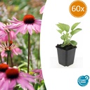 Scheinsonnenhut 'Magnus' 60er-Set (Echinacea purpurea) – winterharte Blütenstaude, Topf-Ø 9 cm, Höhe ca. 25 cm