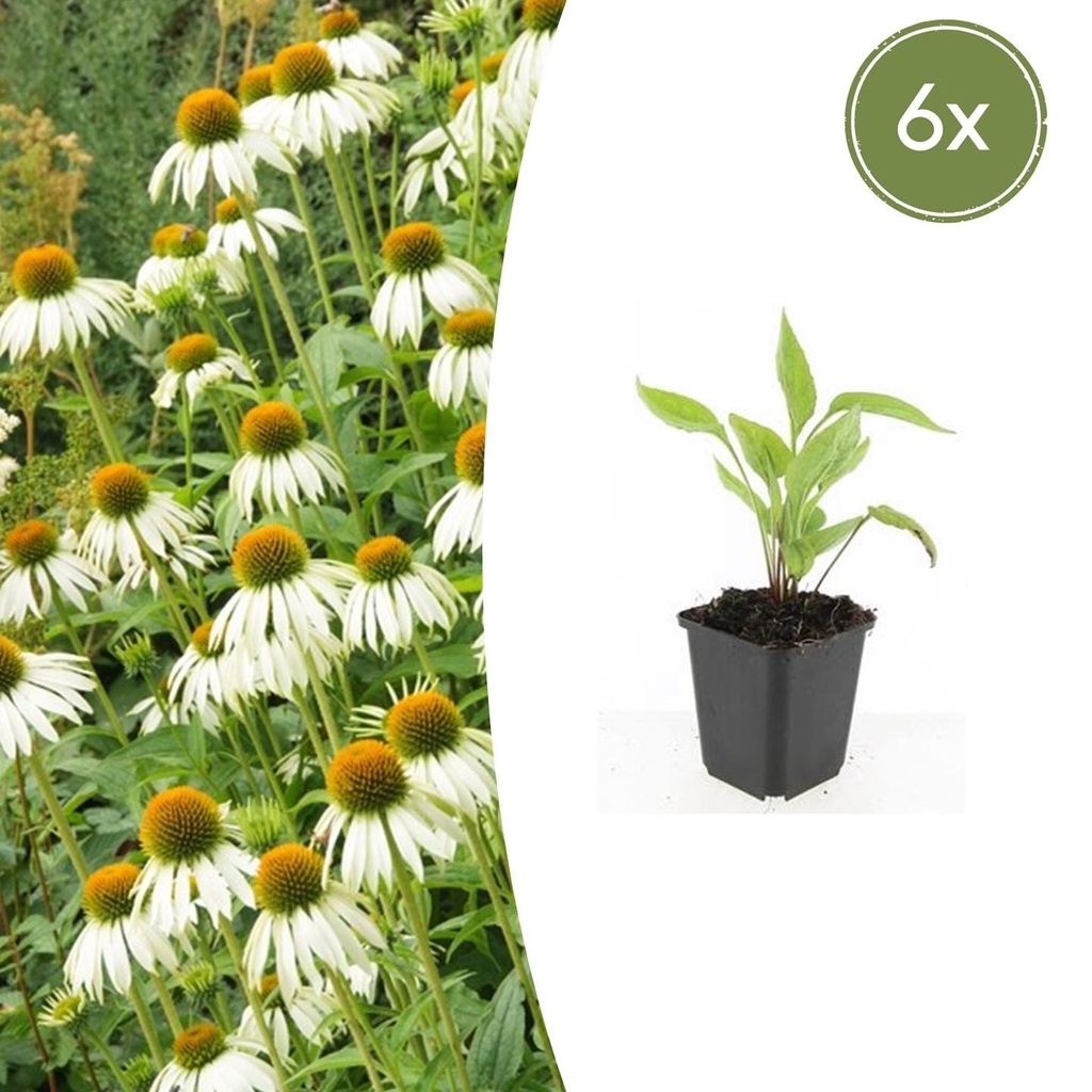 6x Echinacea p. 'Weißer Schwan' - ↕10-25cm - Ø9cm