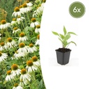 6x Echinacea p. 'Weißer Schwan' - ↕10-25cm - Ø9cm
