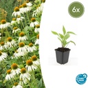 Scheinsonnenhut 'Weißer Schwan' 6er-Set (Echinacea purpurea) – winterharte Staude, Topf-Ø 9 cm, Höhe ca. 25 cm
