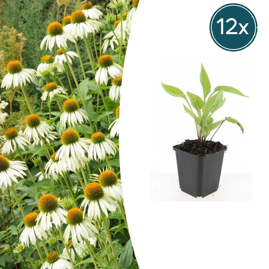 12x Echinacea p. 'White Swan' - ↕10-25cm - Ø9cm