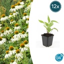 Scheinsonnenhut 'White Swan' 12er-Set (Echinacea purpurea) – winterharte Blütenstaude, Topf-Ø 9 cm, Höhe ca. 25 cm