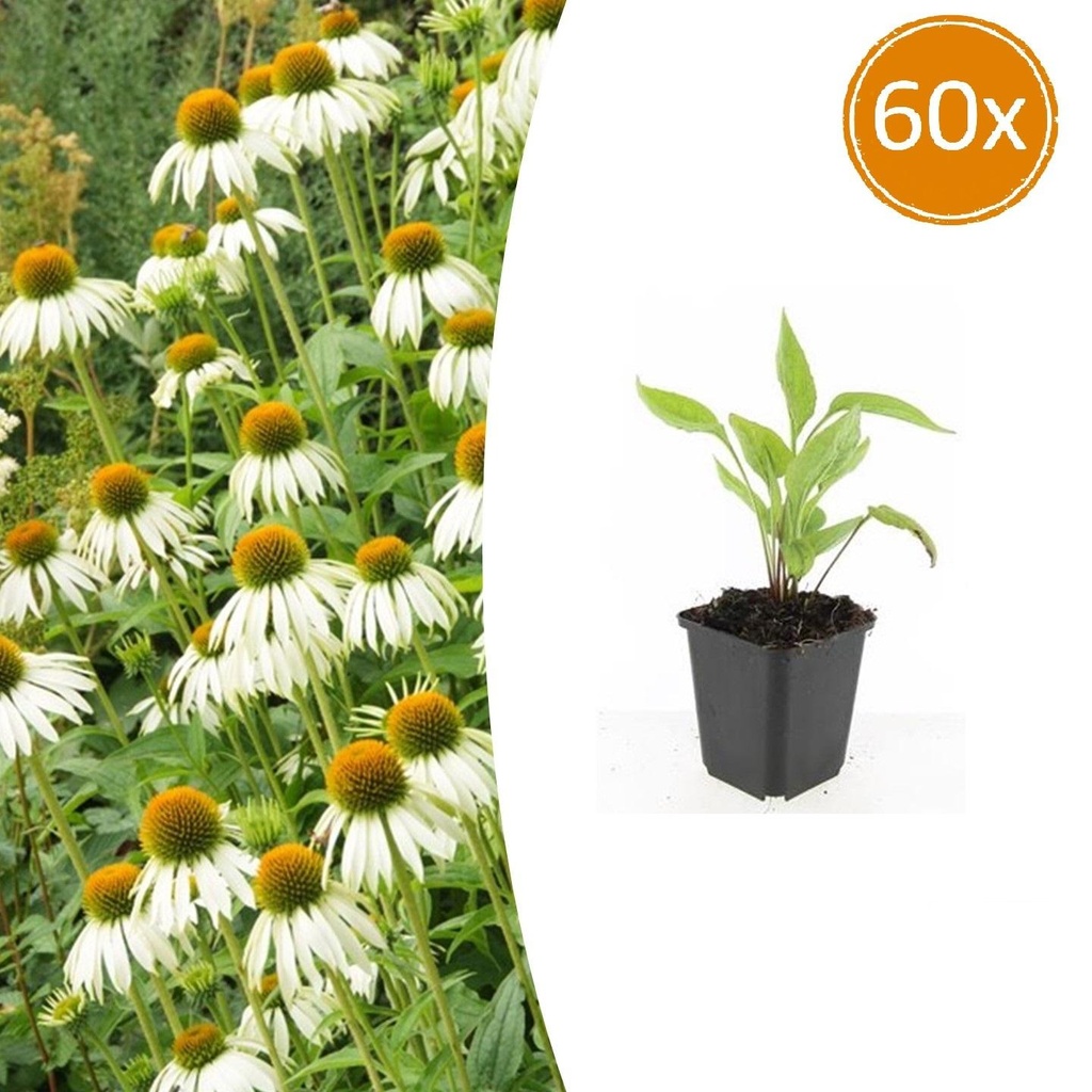 60x Echinacea p. 'Weißer Schwan' - ↕10-25cm - Ø9cm