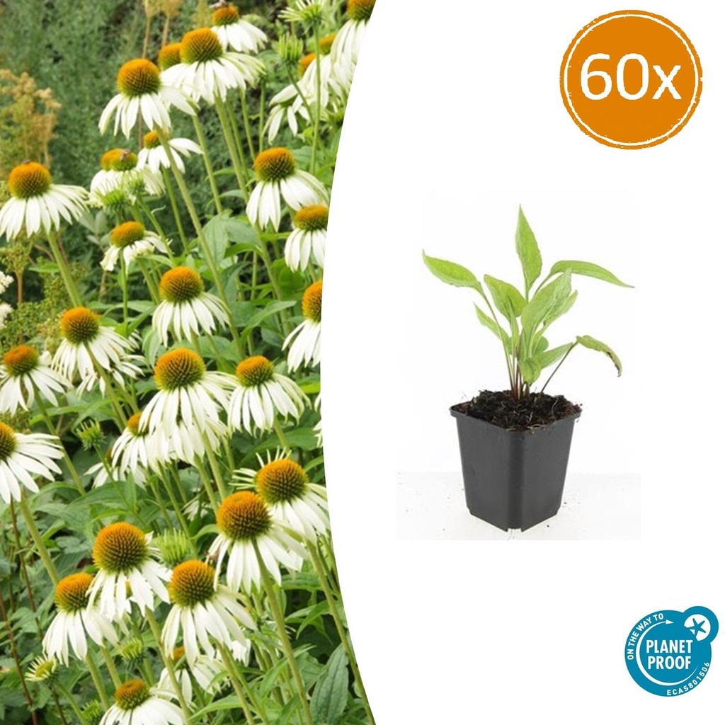 Scheinsonnenhut 'Weißer Schwan' 60er-Set (Echinacea purpurea) – winterharte Blütenstaude, Topf-Ø 9 cm, Höhe ca. 25 cm