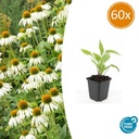 Scheinsonnenhut 'Weißer Schwan' 60er-Set (Echinacea purpurea) – winterharte Blütenstaude, Topf-Ø 9 cm, Höhe ca. 25 cm
