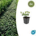 Kriechspindel 'Dart' 6er-Set (Euonymus fortunei) – winterharter Bodendecker, Topf-Ø 9 cm, Höhe ca. 25 cm