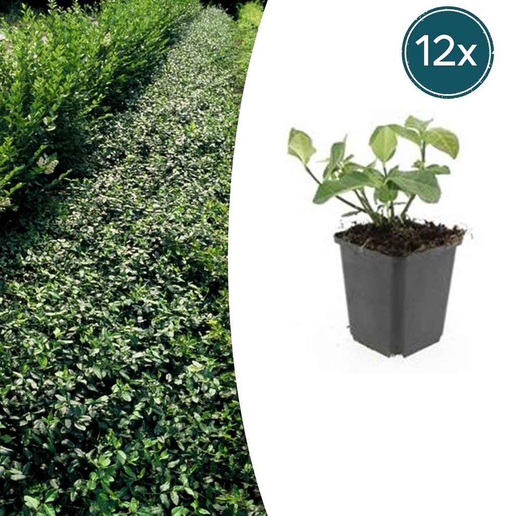 12x Euonymus fort. 'Dart's Blanket' - ↕10-25cm - Ø9cm