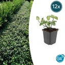 Kriechspindel 'Dart' 12er-Set (Euonymus fortunei) – winterharter immergrüner Bodendecker, Topf-Ø 9 cm, Höhe ca. 25 cm