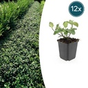 Kriechspindel 'Dart' 12er-Set (Euonymus fortunei) – winterharter immergrüner Bodendecker, Topf-Ø 9 cm, Höhe ca. 25 cm