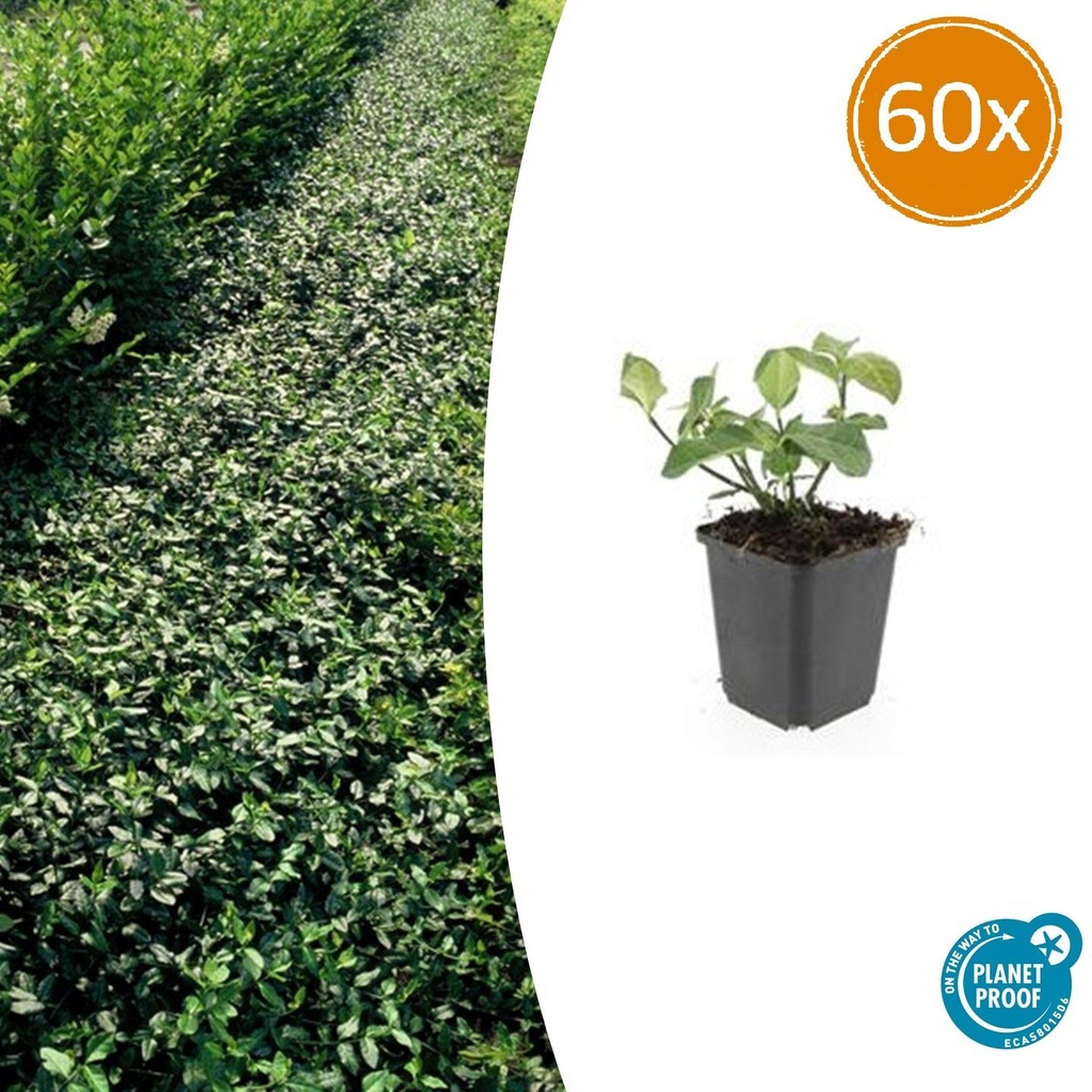 Kriechspindel 'Dart' 60er-Set (Euonymus fortunei) – immergrüner Bodendecker, Topf-Ø 9 cm, Höhe ca. 25 cm