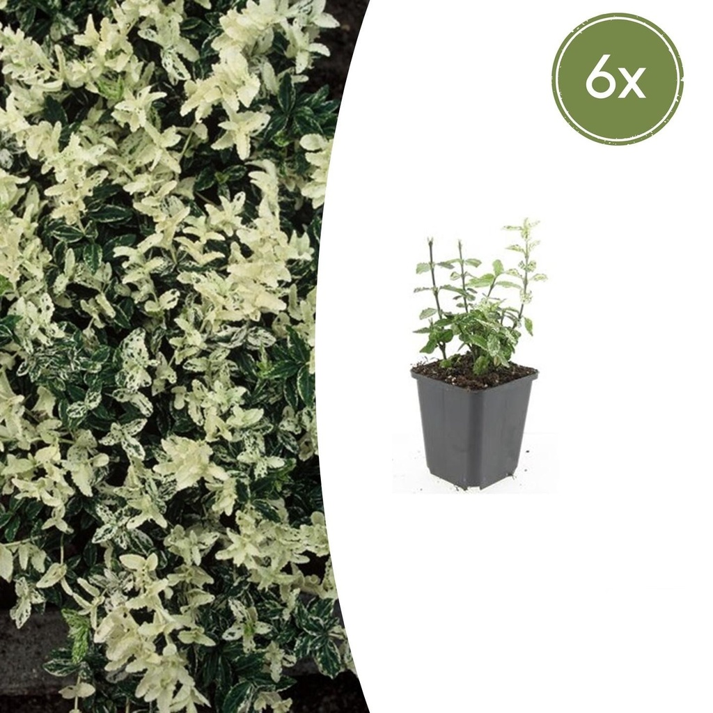 Immergrüne Kriechspindel 'Harlequin' 6er-Set (Euonymus fortunei) – winterharter immergrüner Bodendecker, Topf-Ø 9 cm, Höhe ca. 25 cm