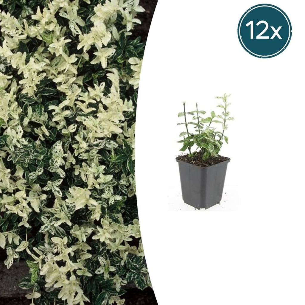 12x Euonymus fort. 'Harlequin' - ↕10-25cm - Ø9cm
