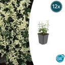 Immergrüne Kriechspindel 'Harlequin' 12er-Set (Euonymus fortunei) – winterharter immergrüner Bodendecker, Topf-Ø 9 cm, Höhe ca. 25 cm