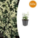 60x Euonymus fort. 'Harlequin' - ↕10-25cm - Ø9cm