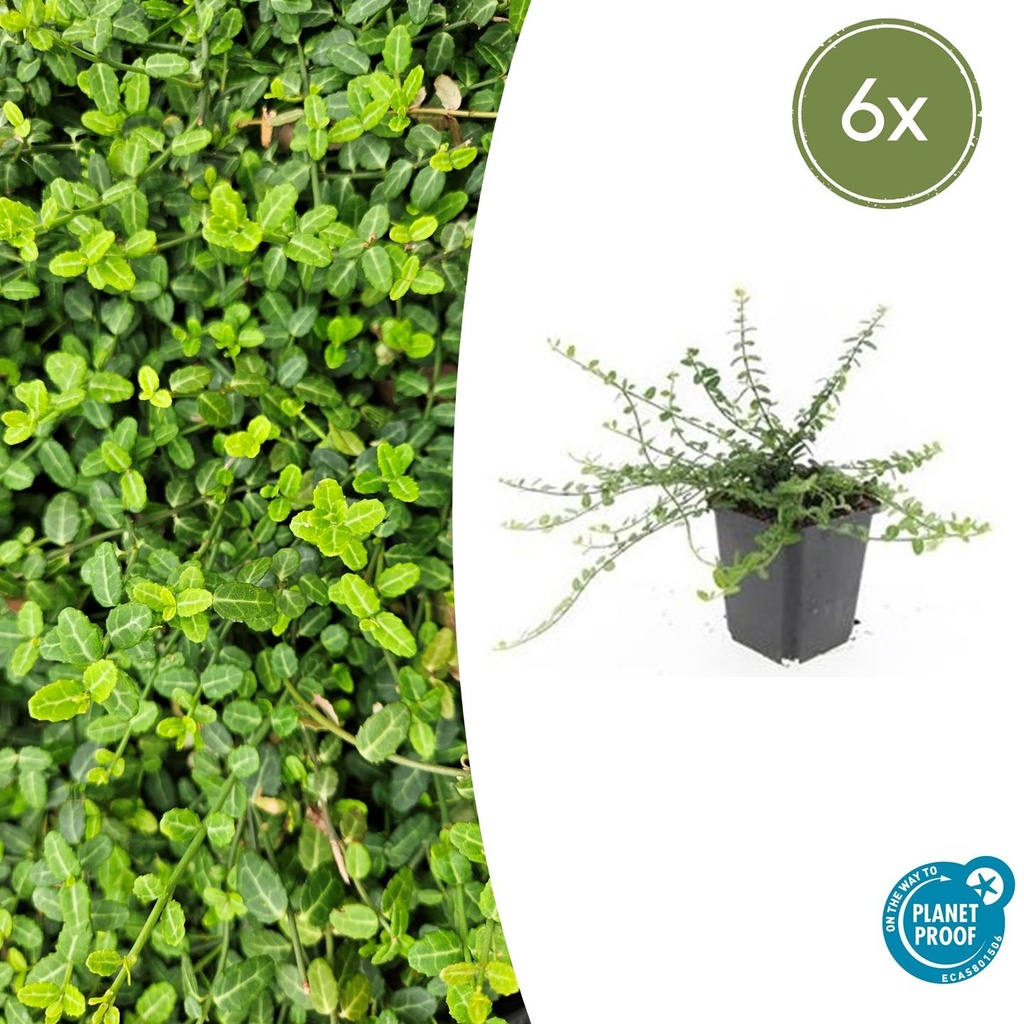 Immergrüne Kriechspindel 'Minimus' 6er-Set (Euonymus fortunei) – winterharter immergrüner Bodendecker, Topf-Ø 9 cm, Höhe ca. 25 cm
