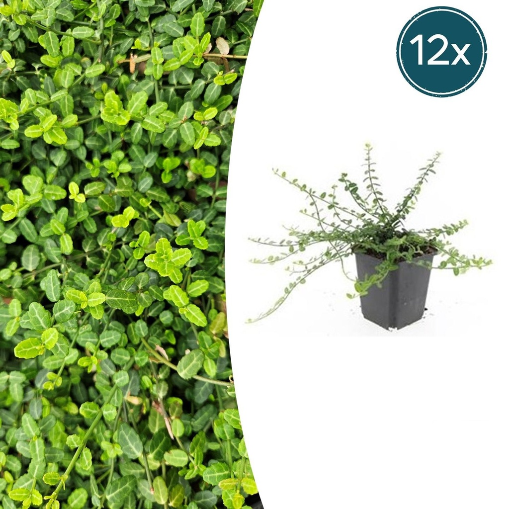 12x Euonymus fort. 'Minimus' - ↕10-25cm - Ø9cm
