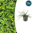 12x Euonymus fort. 'Minimus' - ↕10-25cm - Ø9cm