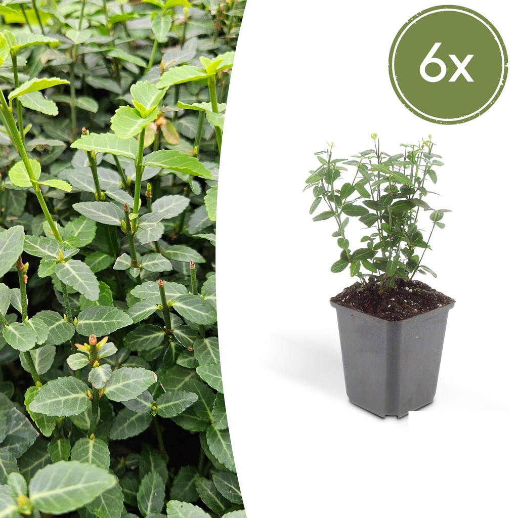 6x Euonymus fortunei radicans - ↕10-25cm - Ø9cm