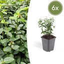 6x Euonymus fortunei radicans - ↕10-25cm - Ø9cm