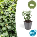 Kriechspindel 6er-Set (Euonymus fortunei) – winterharter Bodendecker, Topf-Ø 9 cm, Höhe ca. 25 cm
