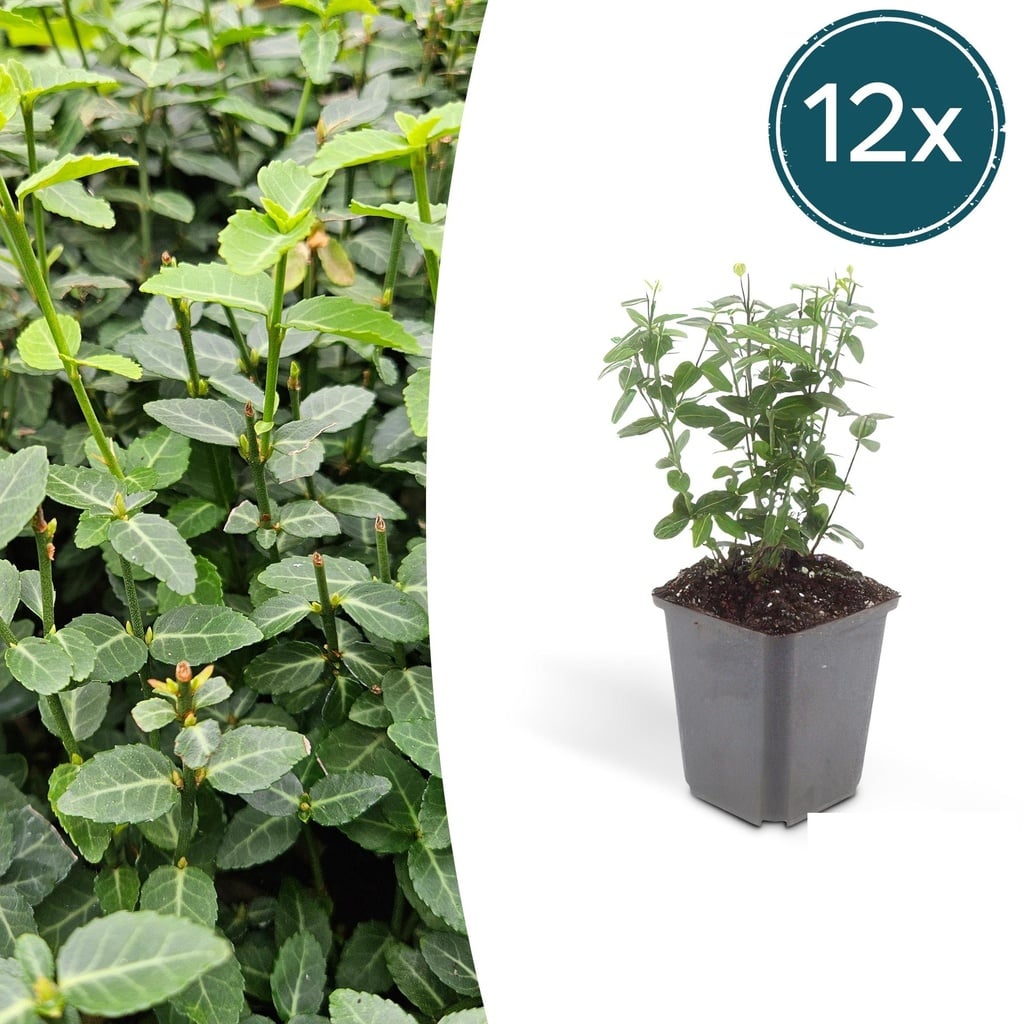 12x Euonymus fortunei radicans - ↕10-25cm - Ø9cm