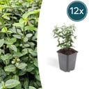 12x Euonymus fortunei radicans - ↕10-25cm - Ø9cm