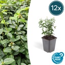 Kletter-Spindelstrauch 12er-Set (Euonymus fortunei) – winterharter Bodendecker, Topf-Ø 9 cm, Höhe ca. 25 cm