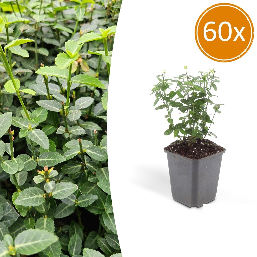 60x Euonymus fortunei radicans - ↕10-25cm - Ø9cm