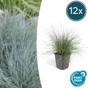 Blauschwingel 'Elijah Bleu' 12er-Set (Festuca glauca) – winterhartes Ziergras, Topf-Ø 9 cm, Höhe ca. 25 cm