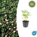 Walderdbeere 6er-Set (Fragaria vesca) – winterharte Wildobst-Staude, Topf-Ø 9 cm, Höhe ca. 25 cm