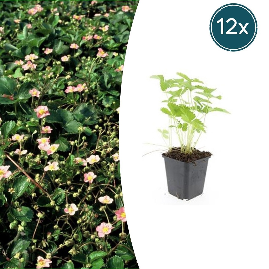 Wald-Erdbeere / Monatserdbeere (Fragaria vesca) – essbarer Bodendecker, 12er-Set, Topf-Ø 9 cm, Höhe ca. 15 cm