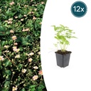 Wald-Erdbeere / Monatserdbeere (Fragaria vesca) – essbarer Bodendecker, 12er-Set, Topf-Ø 9 cm, Höhe ca. 15 cm