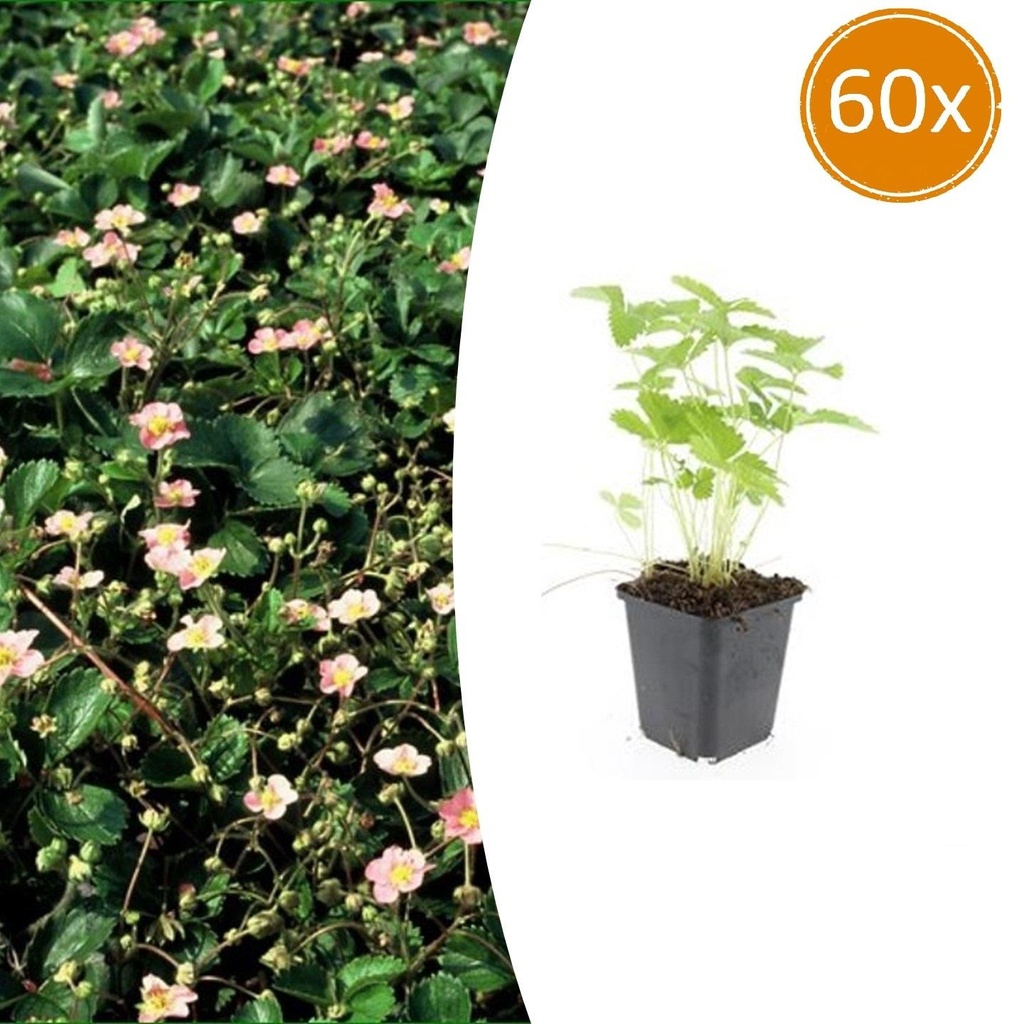 Walderdbeere 60er-Set (Fragaria vesca) – winterharte Staude, Topf-Ø 9 cm, Höhe ca. 25 cm
