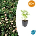 Walderdbeere 60er-Set (Fragaria vesca) – winterharte Staude, Topf-Ø 9 cm, Höhe ca. 25 cm