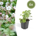 6x Geranium cant. 'Biokovo' - ↕10-25cm - Ø9cm