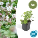 Geranie 'Biokovo' 6er-Set (Geranium cantabrigiense) – winterharte Staude, Topf-Ø 9 cm, Höhe ca. 25 cm