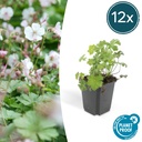 Geranie 'Biokovo' 12er-Set (Geranium cantabrigiense) – winterharte Staude, Topf-Ø 9 cm, Höhe ca. 25 cm