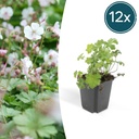 Geranie 'Biokovo' 12er-Set (Geranium cantabrigiense) – winterharte Staude, Topf-Ø 9 cm, Höhe ca. 25 cm