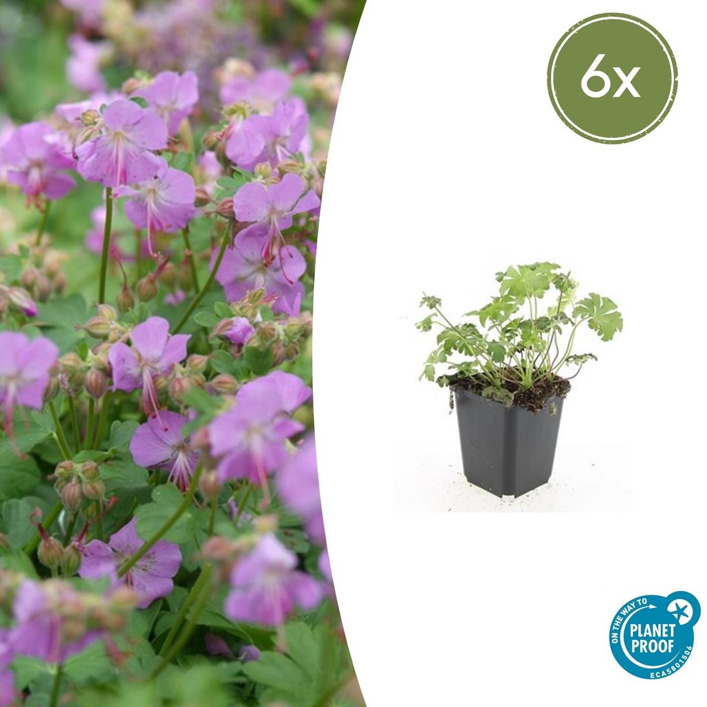 Geranie 'Cambridge' 6er-Set (Geranium cantabrigiense) – winterharte Staude, Topf-Ø 9 cm, Höhe ca. 25 cm